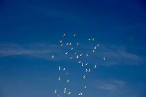 a flock of white flying pigeons flying against summer blue sky with white clouds photo