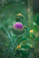 summer purple thistle flower among greenery in a wild meadow, photo