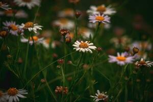 white camomiles on a wild summer meadow on a warm summer day photo