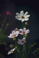 little summer flowers growing in the garden among green foliage background on a warm day photo