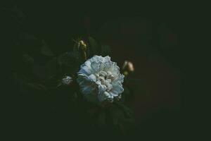 white delicate fragrant rose among dark leaves in the summer garden photo