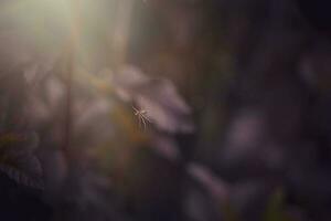 small white spider on a purple leaf of a bush in the warm summer sun photo