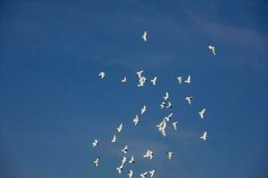 un rebaño de blanco volador palomas volador en contra verano azul cielo con blanco nubes foto