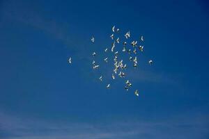 un rebaño de blanco volador palomas volador en contra verano azul cielo con blanco nubes foto