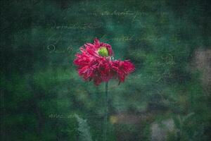 delicado verano hortensia flores en un verde antecedentes en el jardín foto