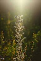 wild meadow plant illuminated by the warm rays of the summer evening sun photo