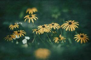 delicate interesting yellow flowers on a green background among the leaves in the garden photo