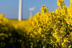 paisaje con un campo de amarillo violación con un azul despejado cielo y ecológico viento granjas foto