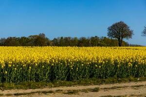 landscape with a field of yellow rape with a blue cloudless sky and ecological wind farms photo