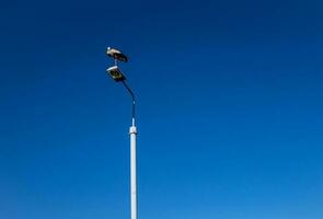 white-black stork sitting on a city streetlight against a blue cloudless sky background photo