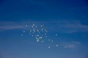 a flock of white flying pigeons flying against summer blue sky with white clouds photo