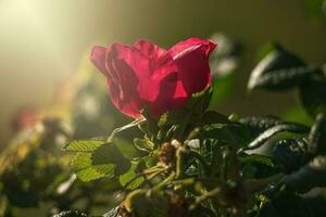 colorful delicate wild rose illuminated by warm summer evening sun photo