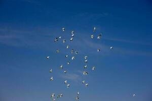 un rebaño de blanco volador palomas volador en contra verano azul cielo con blanco nubes foto