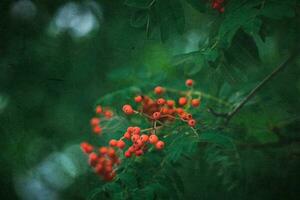 red rowan among the green leaves on the tree in close-up on a warm August day photo