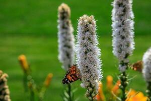 free butterflies among the flowers in the city garden on a warm sunny summer day, photo