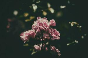 delicado verano rosa, floreciente en el calentar Dom en el jardín foto