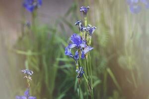 small delicate blue flowers irises in the summer garden illuminated by the warm sun photo