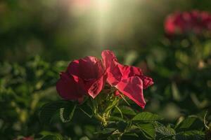 colorful delicate wild rose illuminated by warm summer evening sun photo