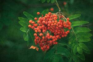 red rowan among the green leaves on the tree in close-up on a warm August day photo