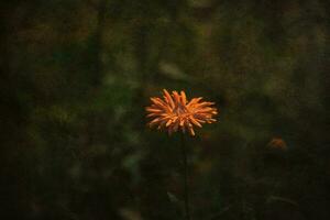 orange flower growing in the garden on a neutral background on a summer day photo