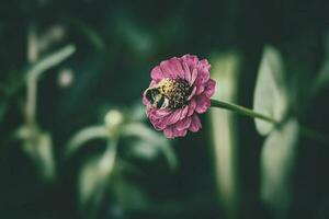 big bumblebee sitting on the summer purple flower in the garden against the backdrop of green leaves photo