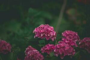 delicate summer hydrangea flowers on a green background in the garden photo