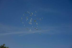 un rebaño de blanco volador palomas volador en contra verano azul cielo con blanco nubes foto