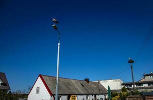 white-black stork sitting on a city streetlight against a blue cloudless sky background photo