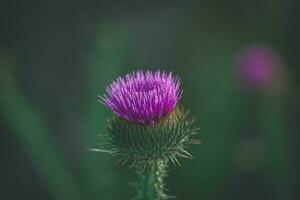 summer purple thistle flower among greenery in a wild meadow, photo