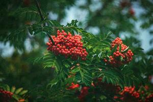 red rowan among the green leaves on the tree in close-up on a warm August day photo