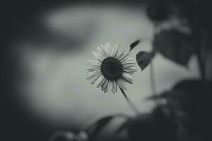 yellow sunflower flower on a background of green leaves in the summer garden photo