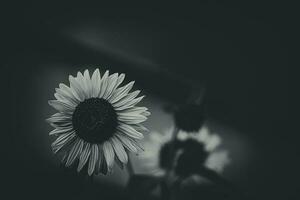 yellow sunflower flower on a background of green leaves in the summer garden photo