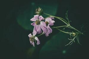 little summer flowers growing in the garden among green foliage background on a warm day photo