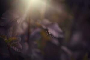 small white spider on a purple leaf of a bush in the warm summer sun photo