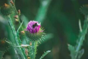 summer purple thistle flower among greenery in a wild meadow, photo