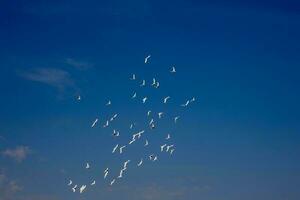 a flock of white flying pigeons flying against summer blue sky with white clouds photo