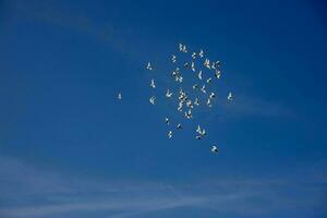 un rebaño de blanco volador palomas volador en contra verano azul cielo con blanco nubes foto