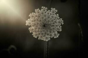 delicate wild white meadow flower lit by warm evening summer sun on a calm background photo