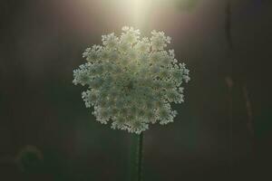 delicate wild white meadow flower lit by warm evening summer sun on a calm background photo