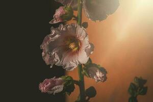 summer mallow flower in the garden in the warm evening sun photo