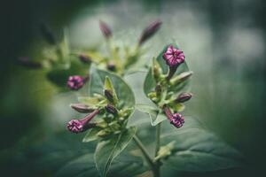 summer little purple flower in the garden among green leaves outdoors photo