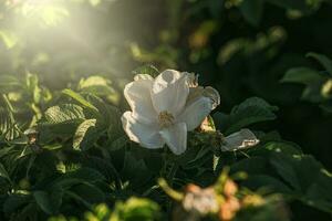 colorful delicate wild rose illuminated by warm summer evening sun photo