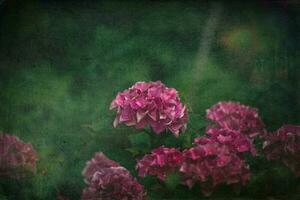 delicate summer hydrangea flowers on a green background in the garden photo