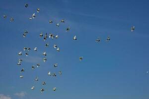 un rebaño de blanco volador palomas volador en contra verano azul cielo con blanco nubes foto