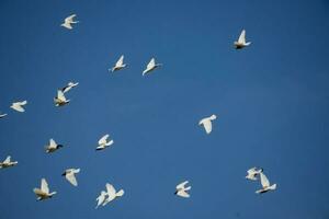 un rebaño de blanco volador palomas volador en contra verano azul cielo con blanco nubes foto