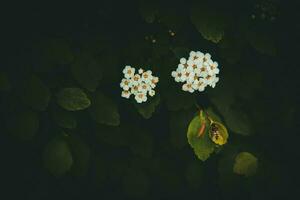 primavera arbusto con blanco pequeño flores en un antecedentes de oscuro verde hojas foto