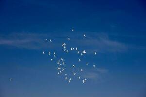 a flock of white flying pigeons flying against summer blue sky with white clouds photo