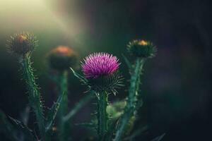 summer purple thistle flower among greenery in a wild meadow, photo