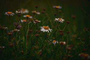 white camomiles on a wild summer meadow on a warm summer day photo