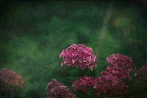 delicate summer hydrangea flowers on a green background in the garden photo